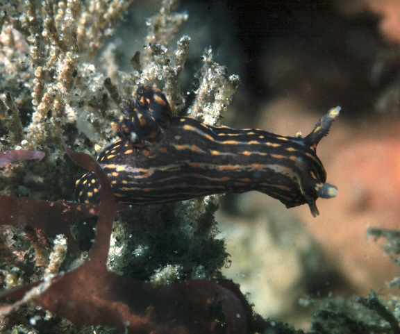 Polycera atra